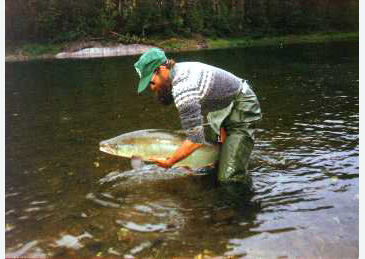 Record photograph for Salmo salar